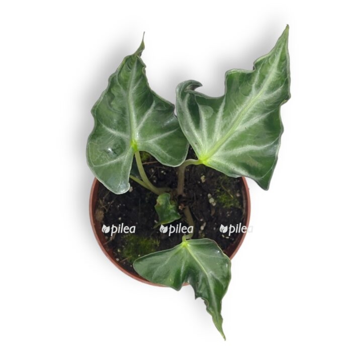 alokaziya loko e1704816126555