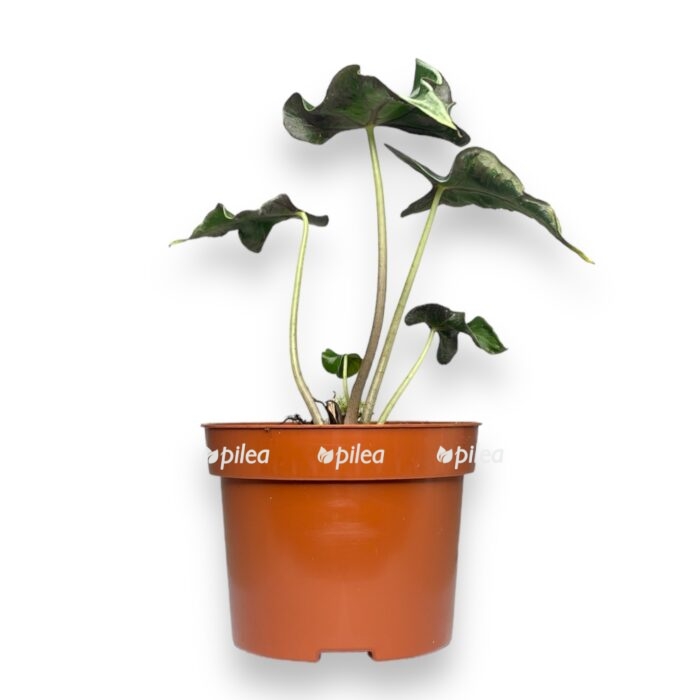 alokaziya loko e1704816132679