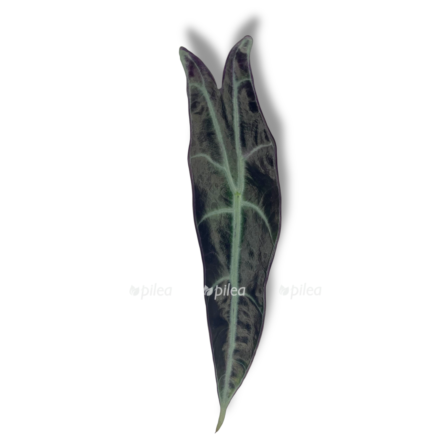 alokaziya longiloba perpl