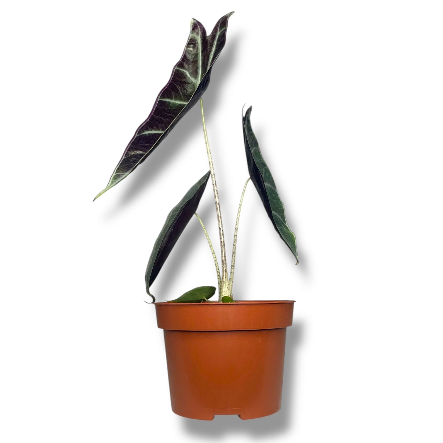 alokaziya longiloba perpl