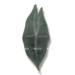 alokaziya longiloba silver