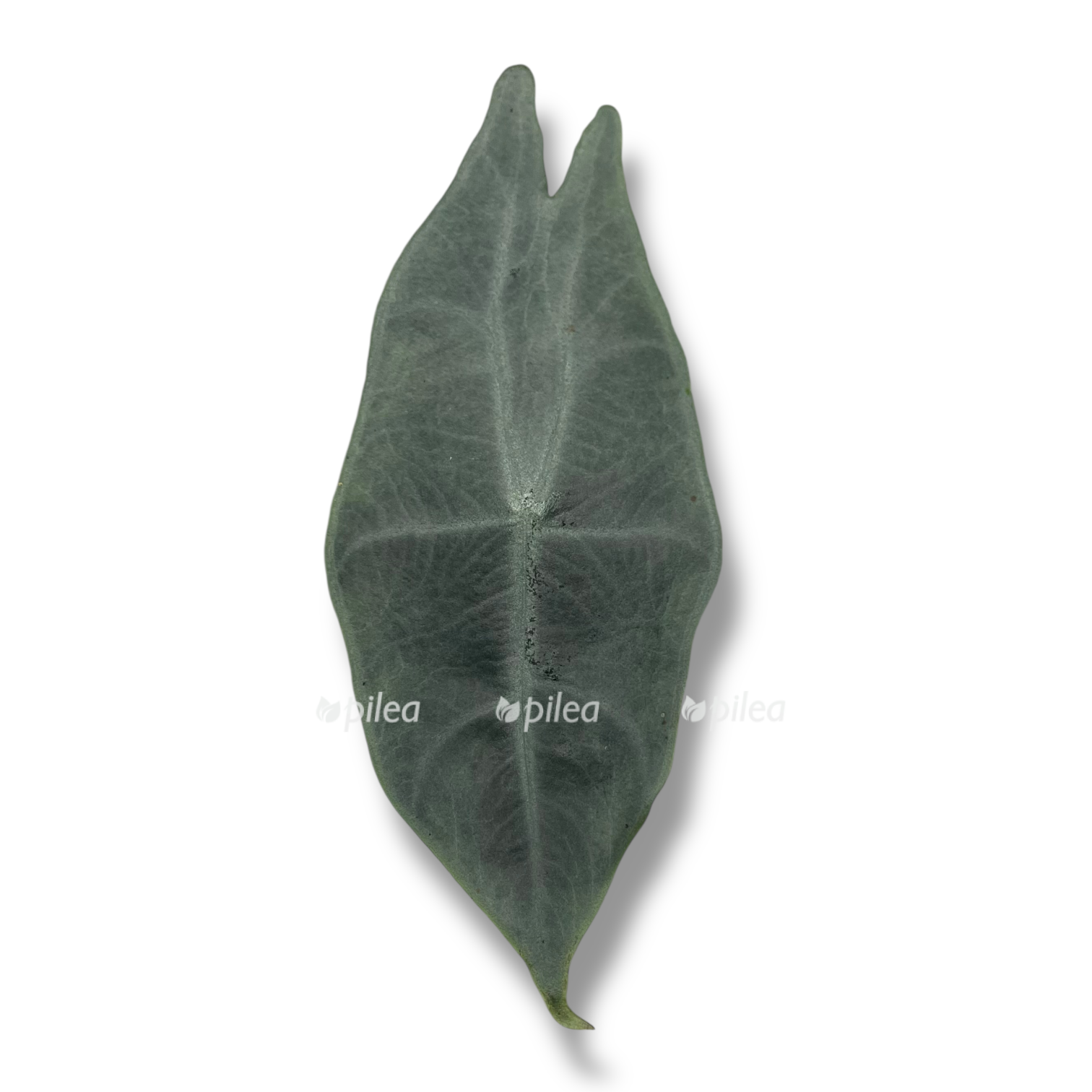 alokaziya longiloba silver