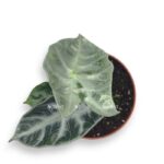 alokaziya longiloba silver e1704816083135
