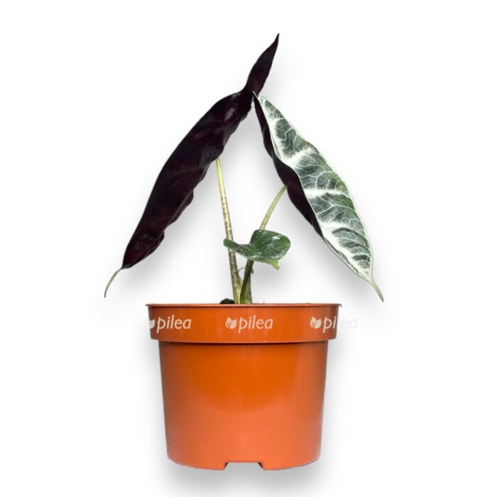 Алоказия Лонгилоба Сильвер купить