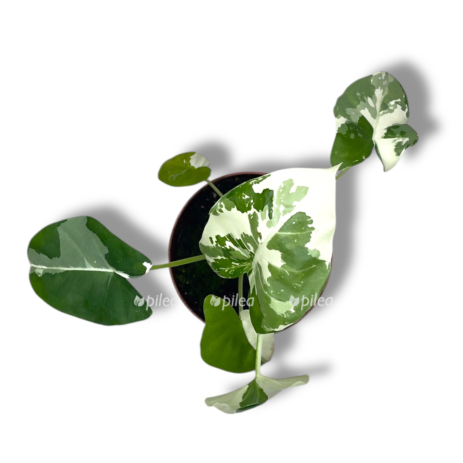 alokaziya makroriza variegata 1 1