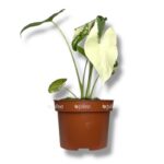 alokaziya makroriza variegata 1 e1758264303852