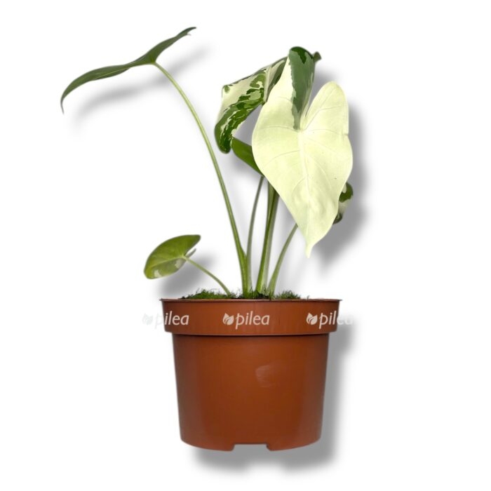 alokaziya makroriza variegata 1 e1758264303852