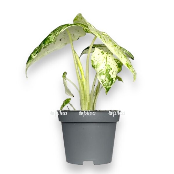 alokaziya makroriza variegata e1721158094253