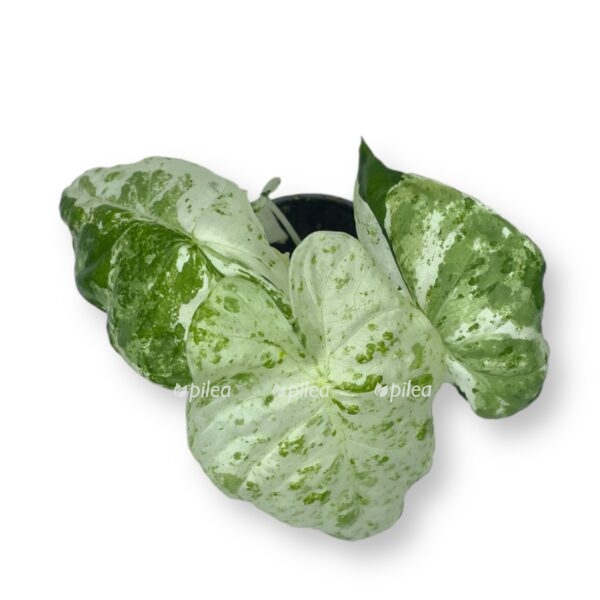 alokaziya makroriza variegata e1721158164678