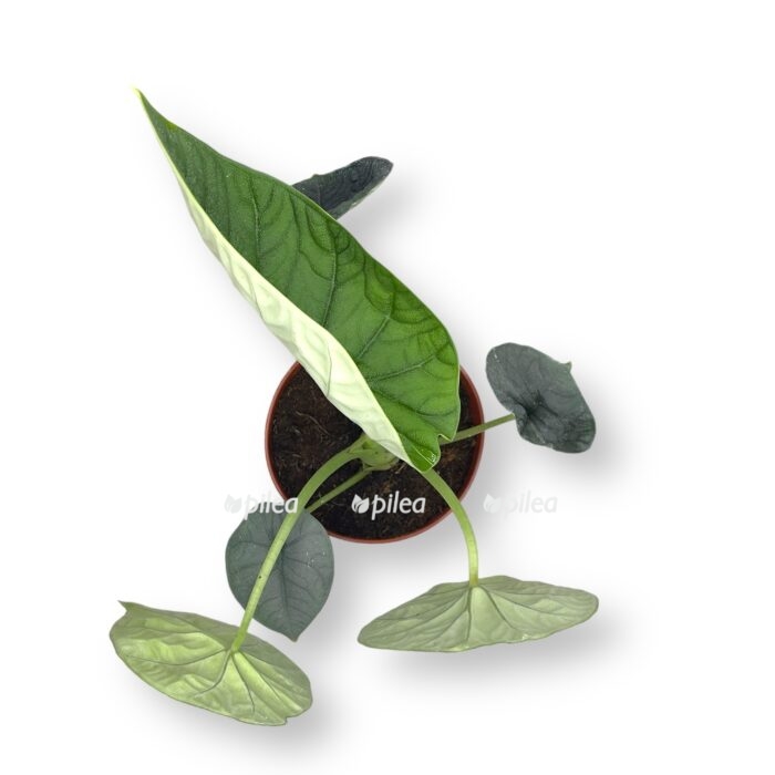 alokaziya melo 30sm e1699900037909