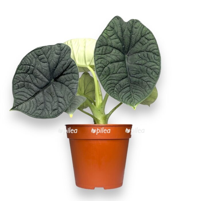 alokaziya melo e1699900044745