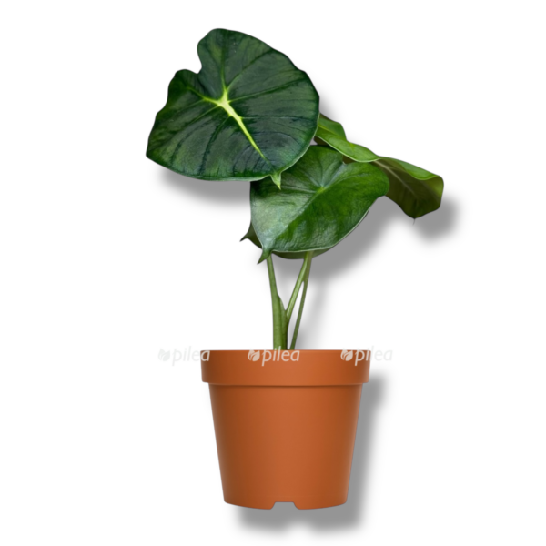 alokaziya misholca e1763880036473