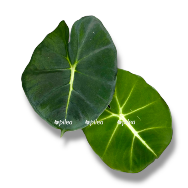 alokaziya misholca e1765644664843