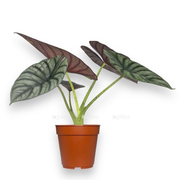 alokaziya nebula e1728664628924