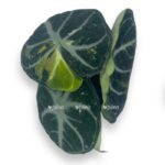 alokaziya nindzya variegata e1716713616947