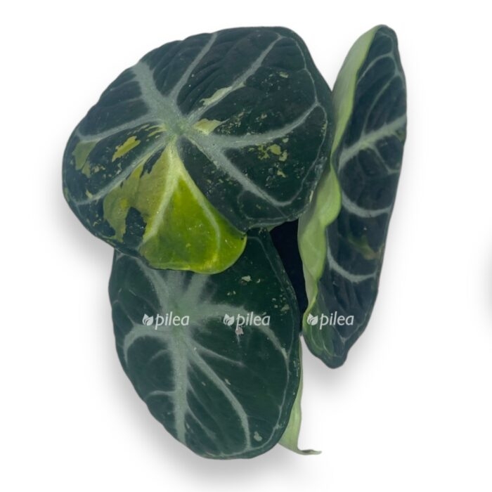 alokaziya nindzya variegata e1716713616947