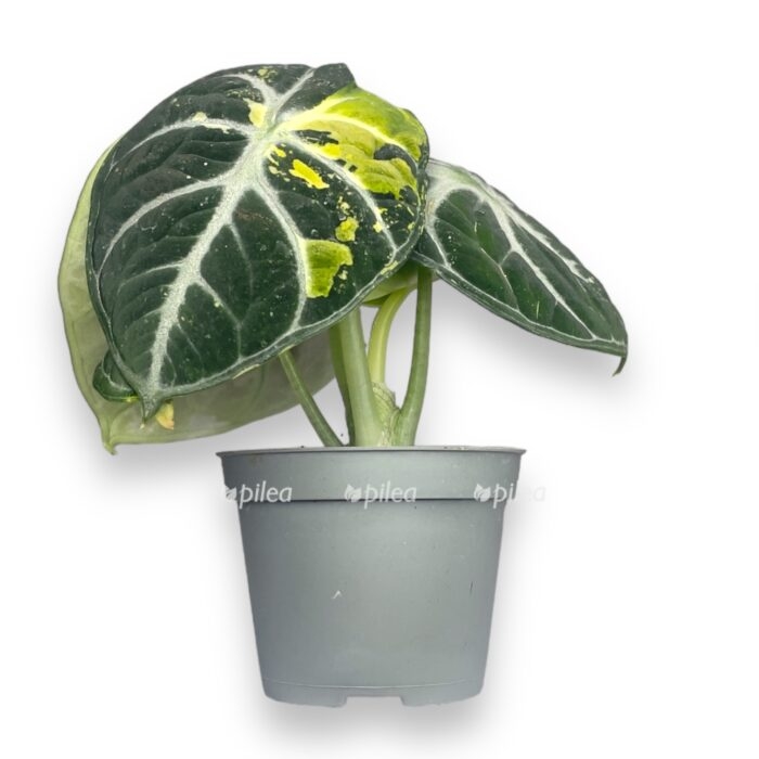 alokaziya nindzya variegata e1716713622906