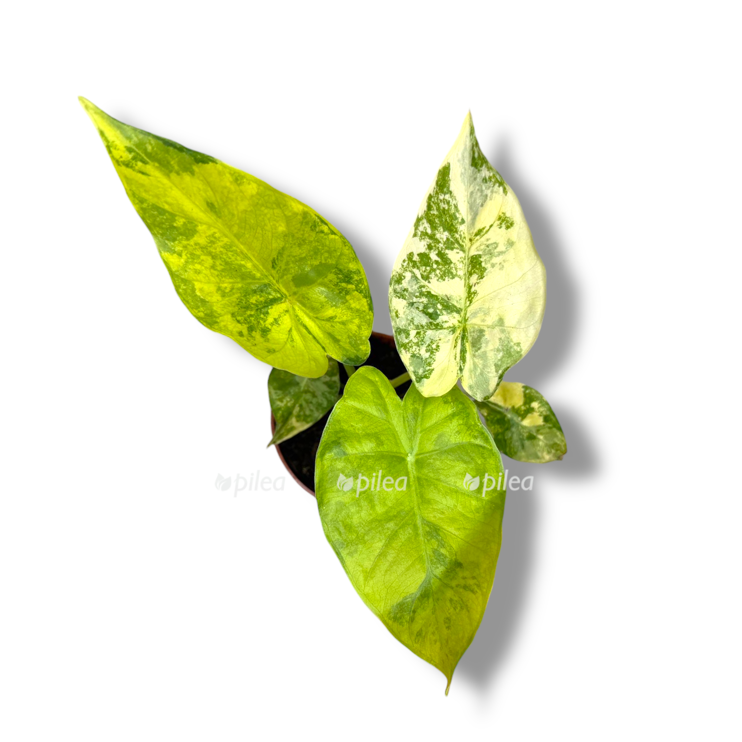 alokaziya odora variegata ellou