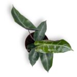 alokaziya pink dragon