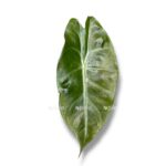 alokaziya pink dragon