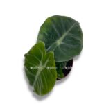 alokaziya pink dragon.