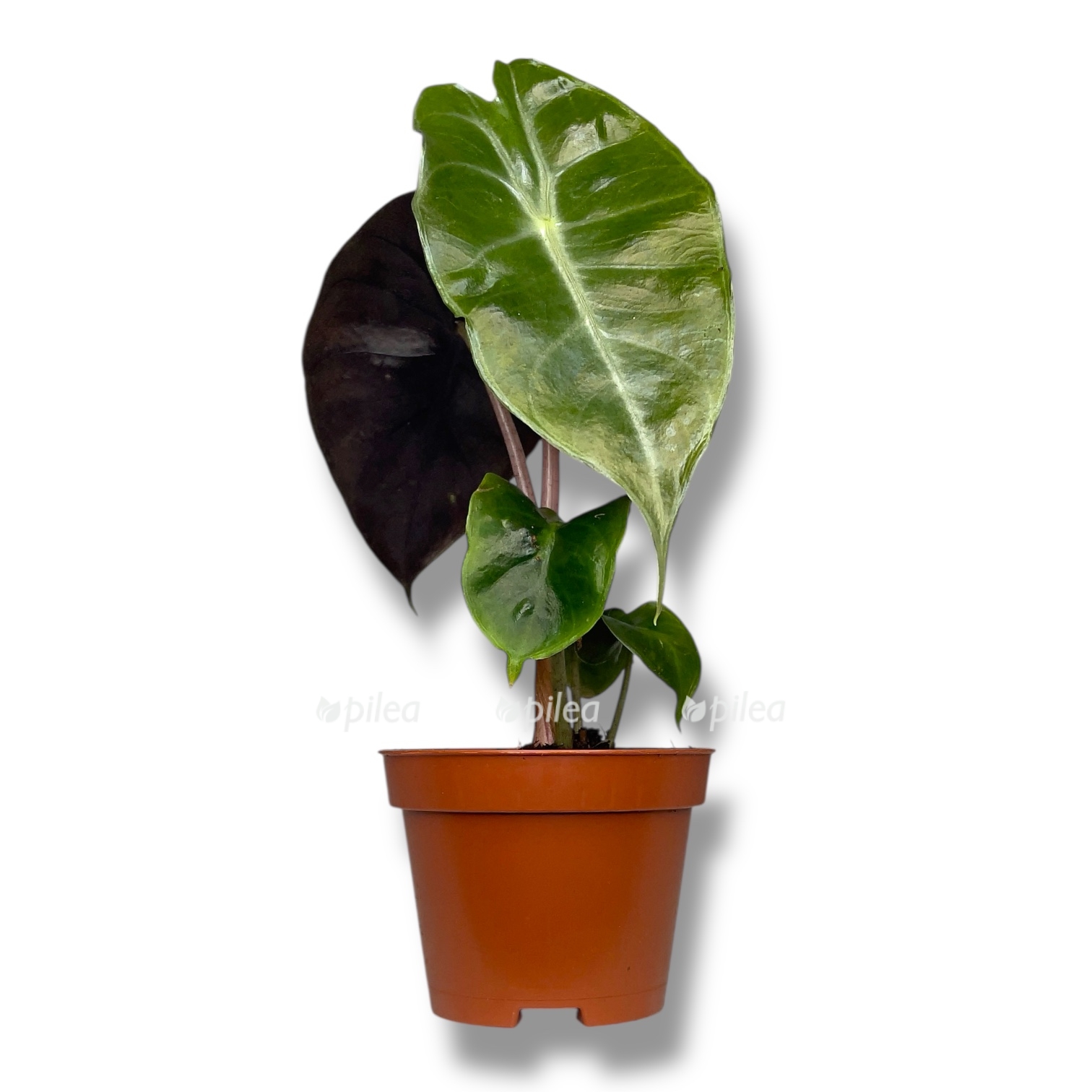 alokaziya-pink-dragon.jpg alokaziya pink dragon