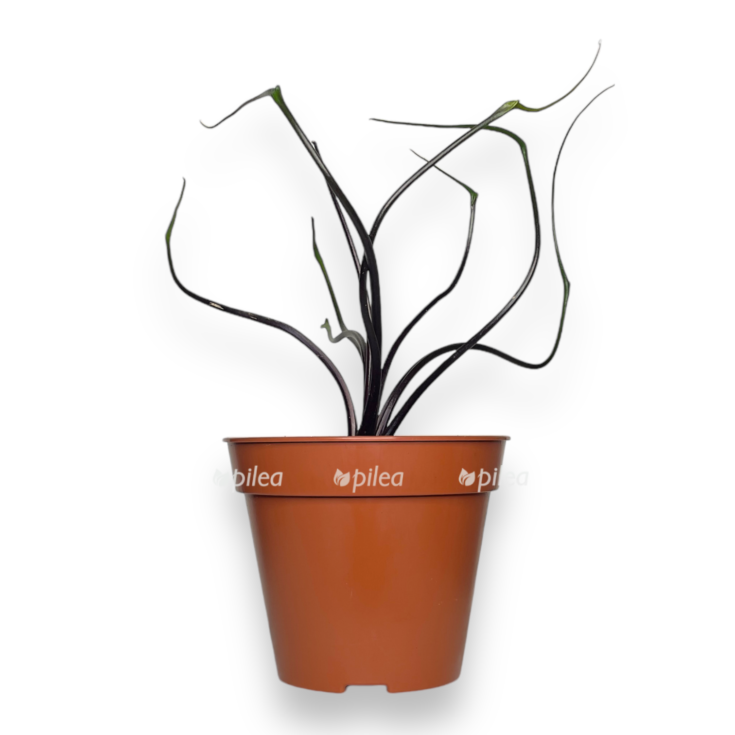 alokaziya plyumbeya letayushchij kalmar