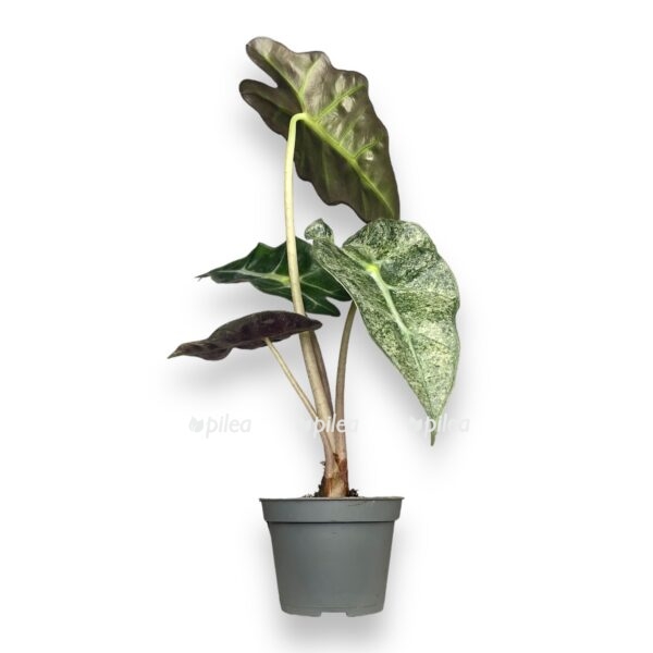 alokaziya-polli-variegata-e1745643731271.jpg alokaziya polli variegata e1745643731271