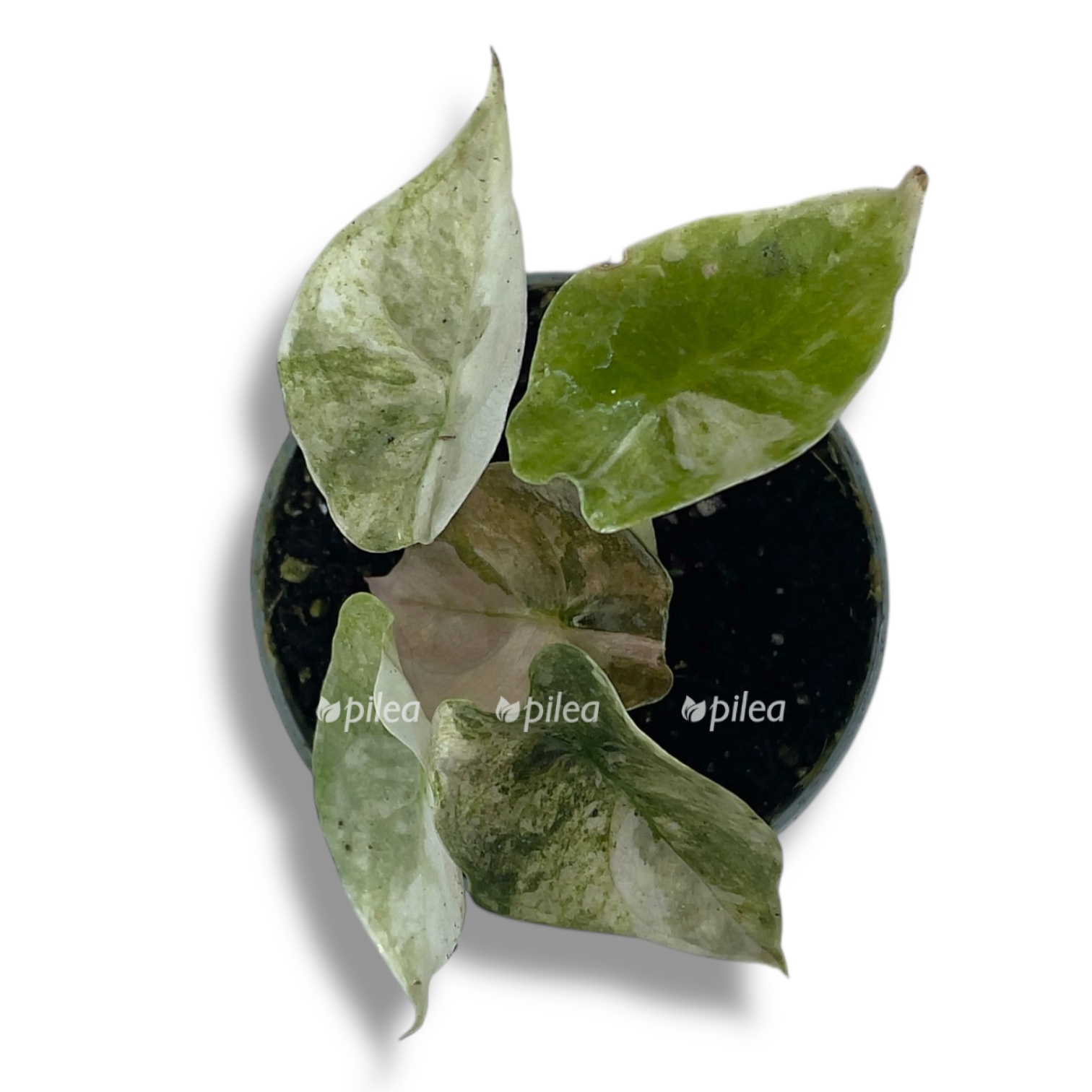 alokaziya red sekret variegata 1 2