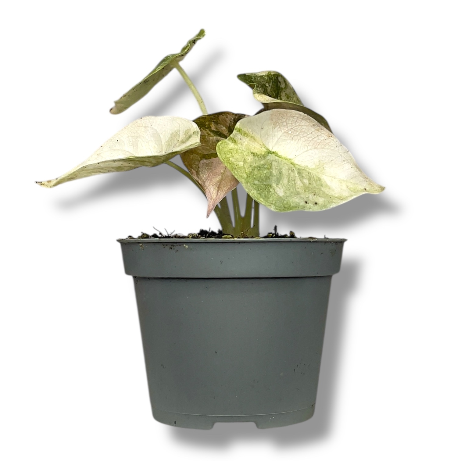 alokaziya red sekret variegata 1