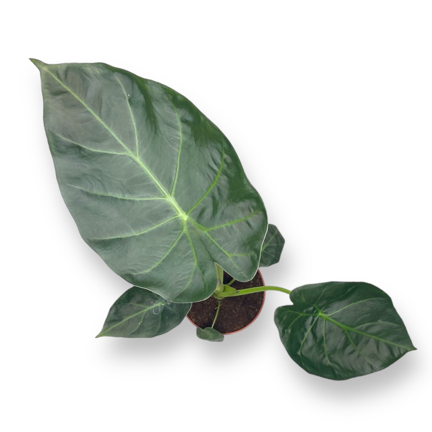 alokaziya regal shilds