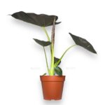 alokaziya regal shilds e1737040346180