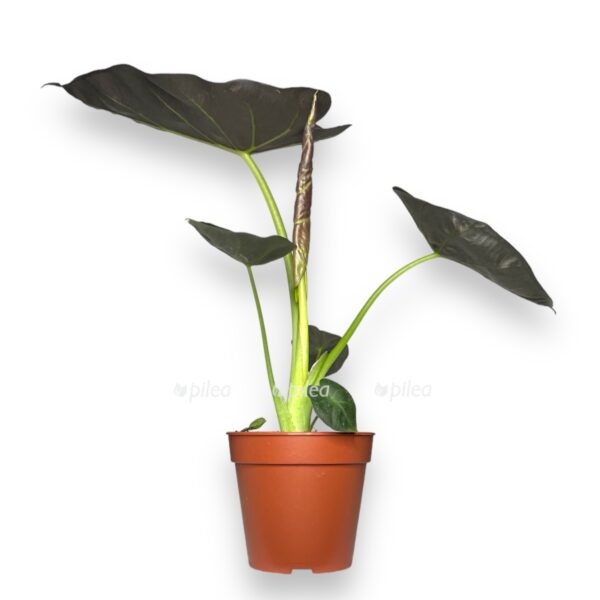 alokaziya regal shilds e1737040346180