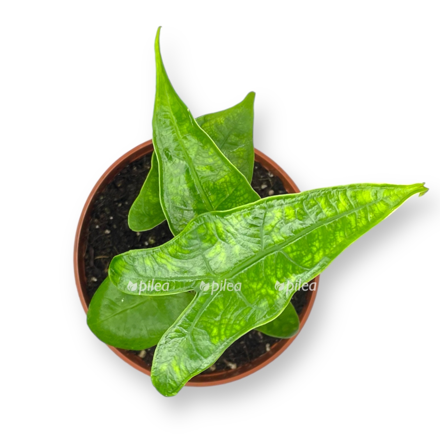 alokaziya retikulata