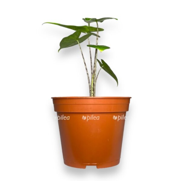 alokaziya retikulata e1726549961489