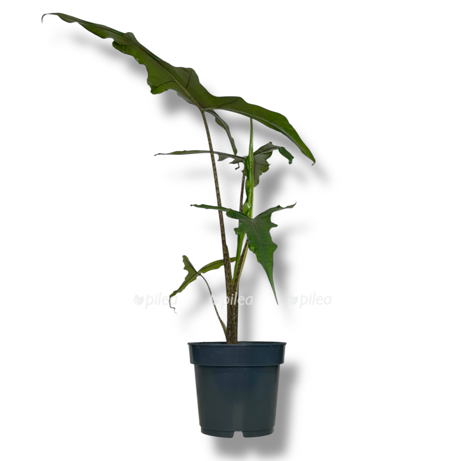 alokaziya-sabrina-nerrou.png alokaziya sabrina nerrou