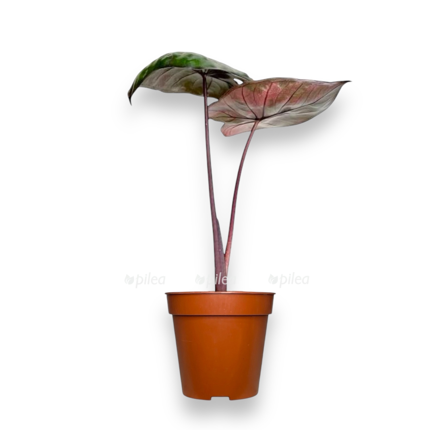 alokaziya serendipiti pink