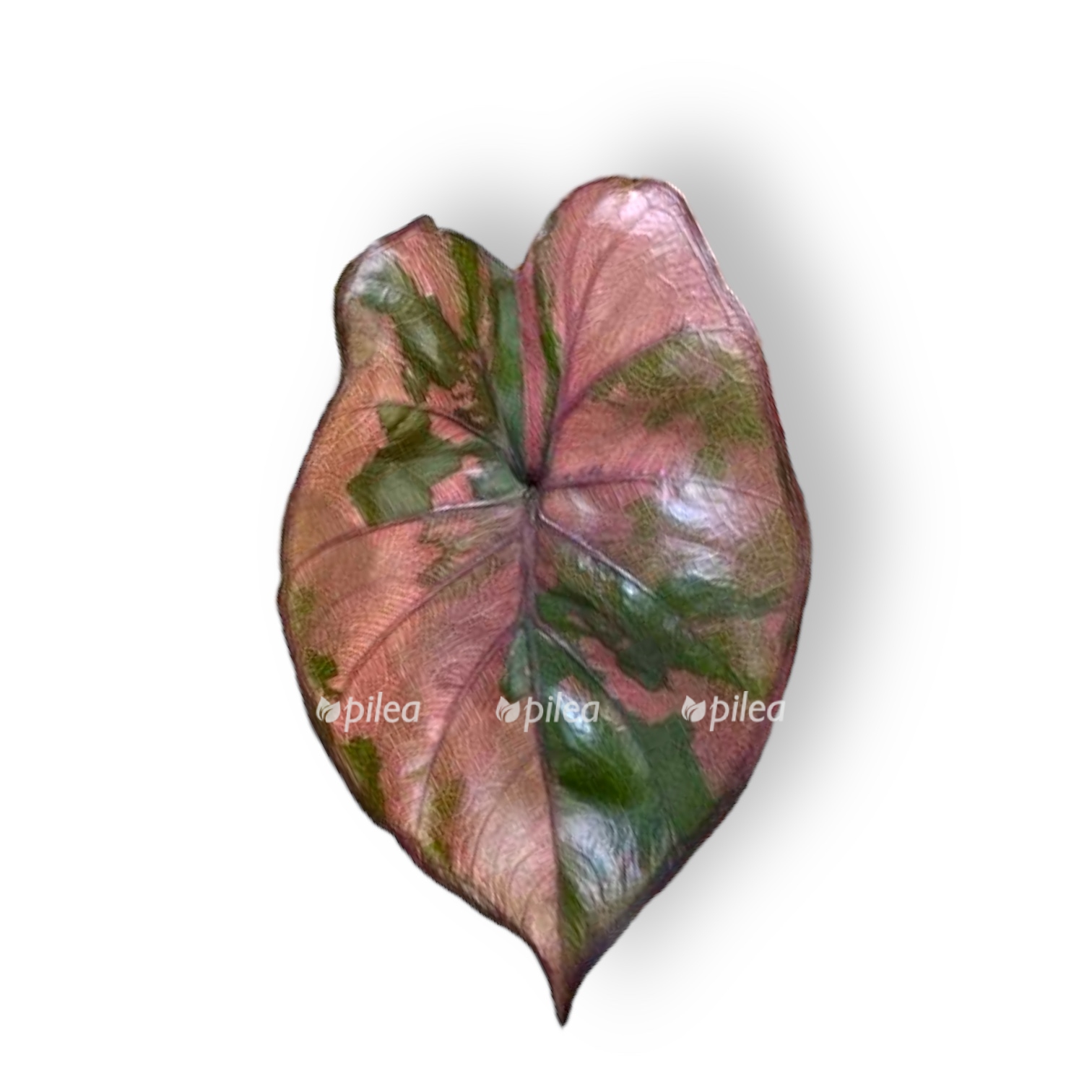 alokaziya serendipiti pink