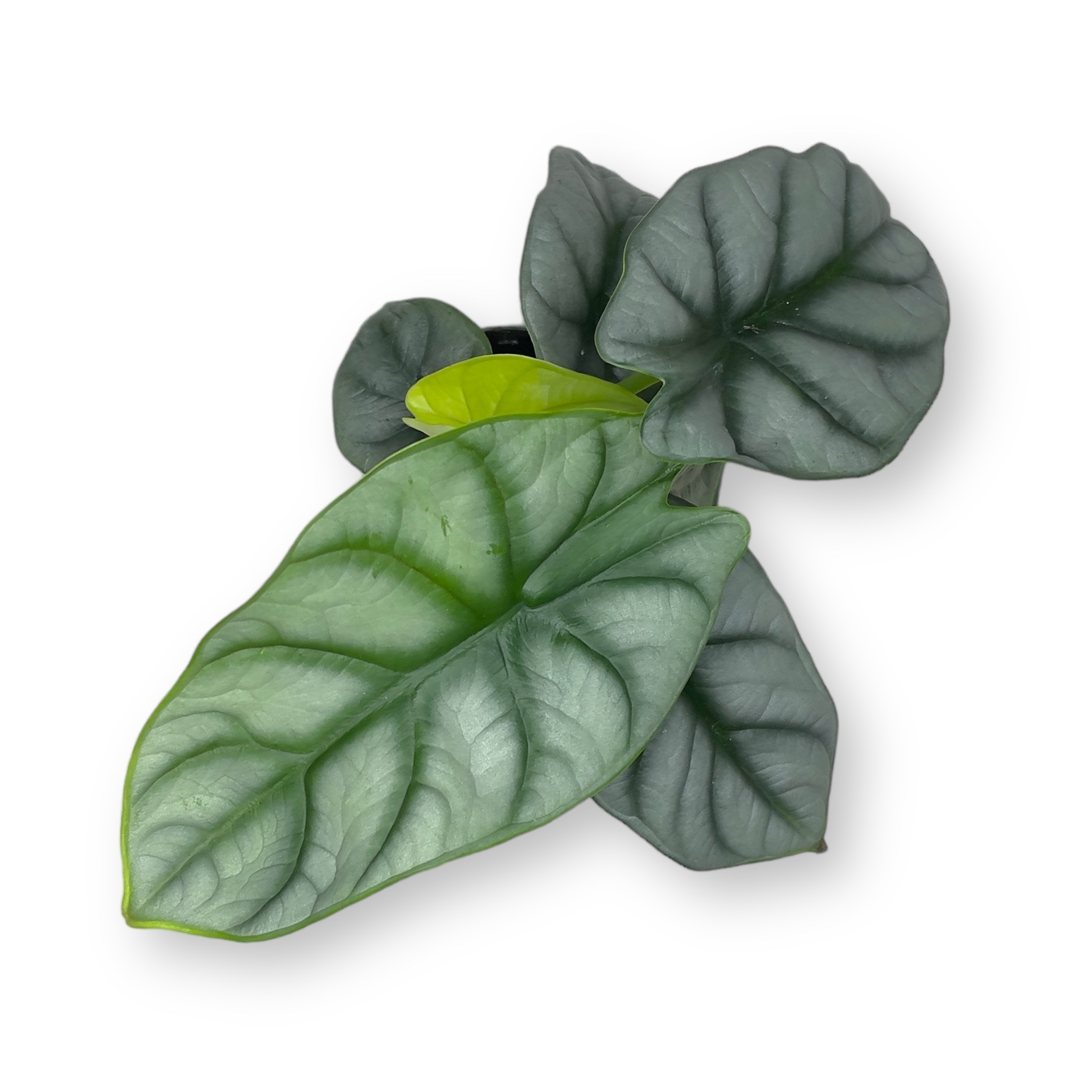 alokaziya silver dragon 6 15 sm 2