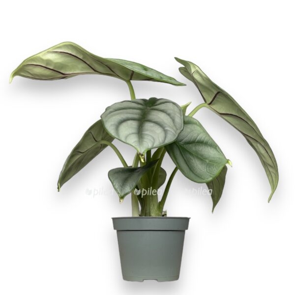 alokaziya silver dragon 6 15 sm e1724999273109