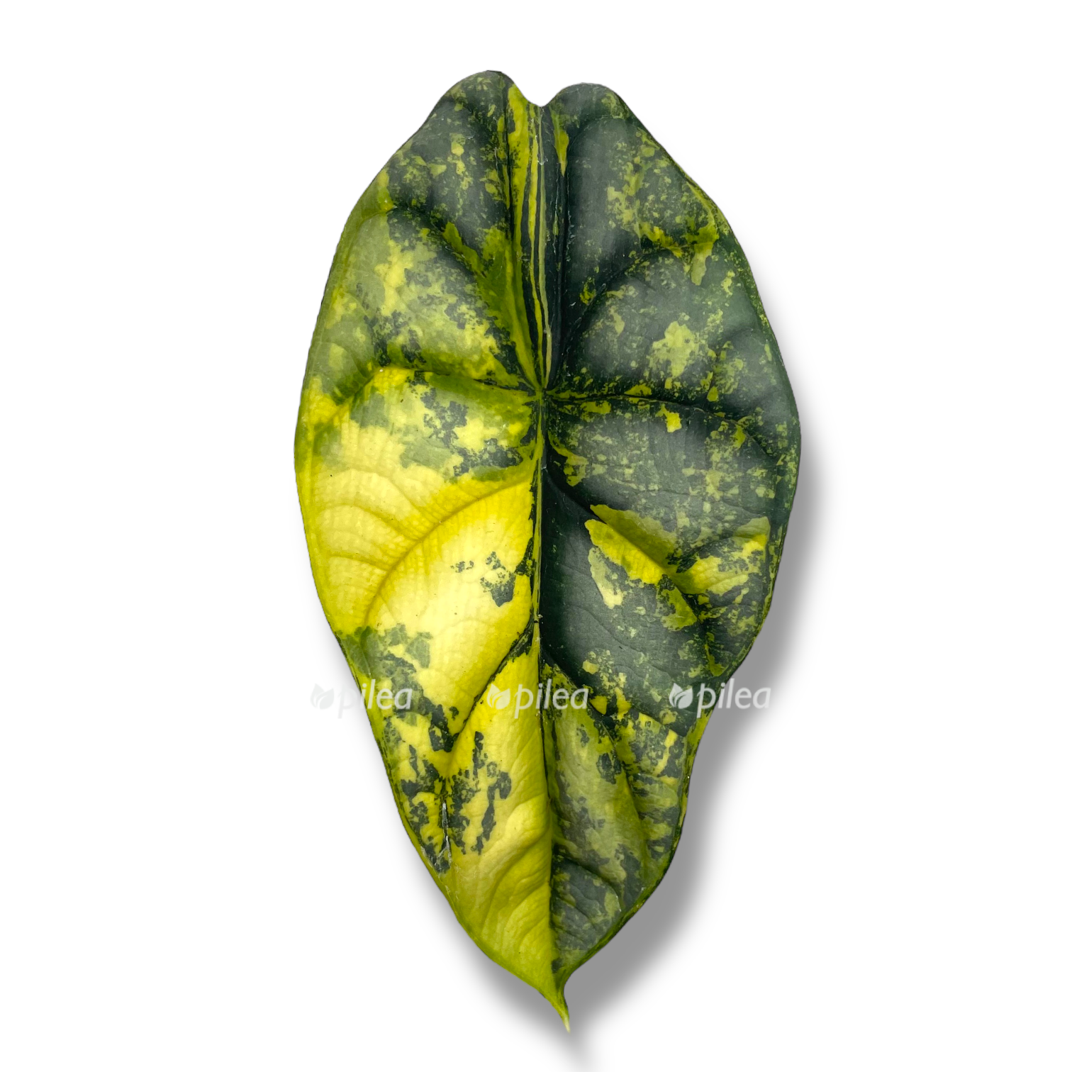 alokaziya silver dragon variegata.