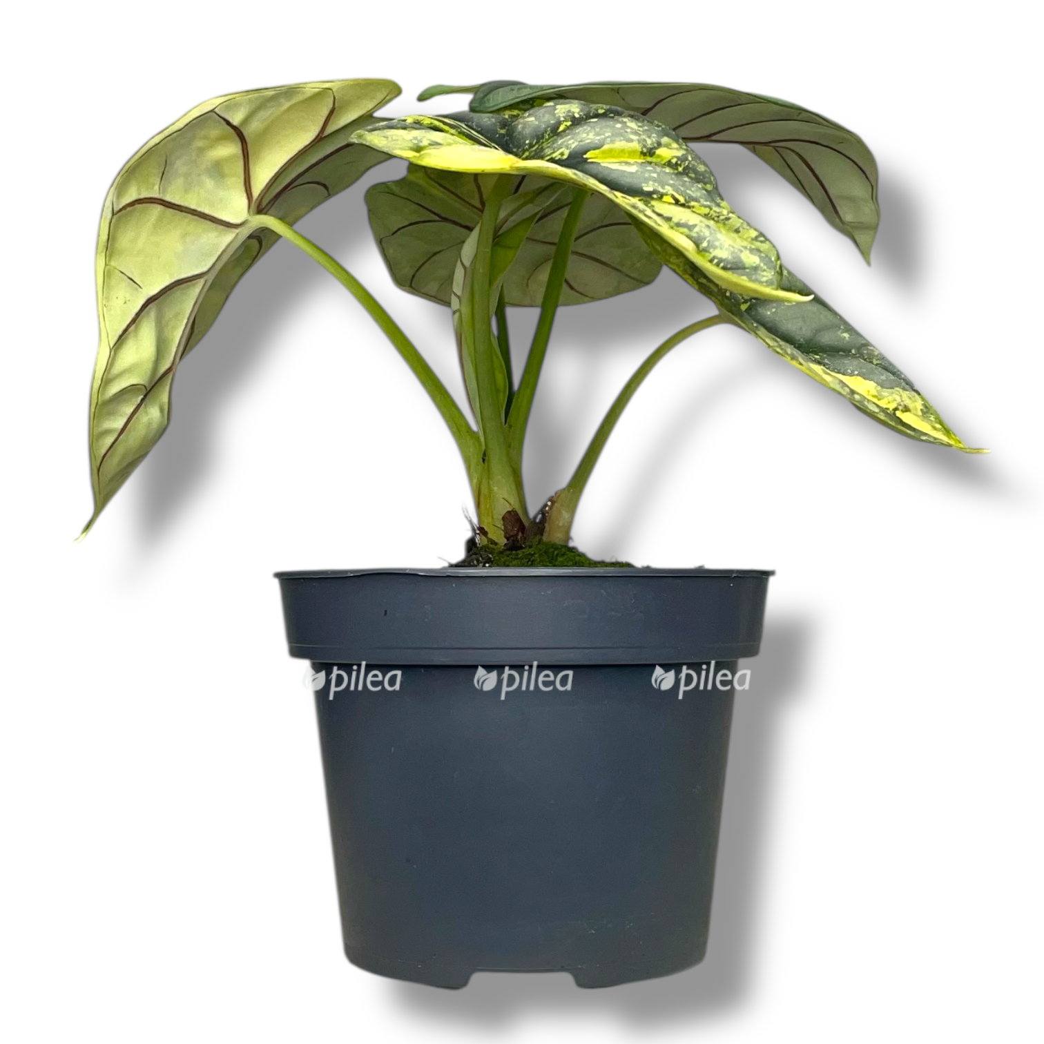 alokaziya silver dragon variegata