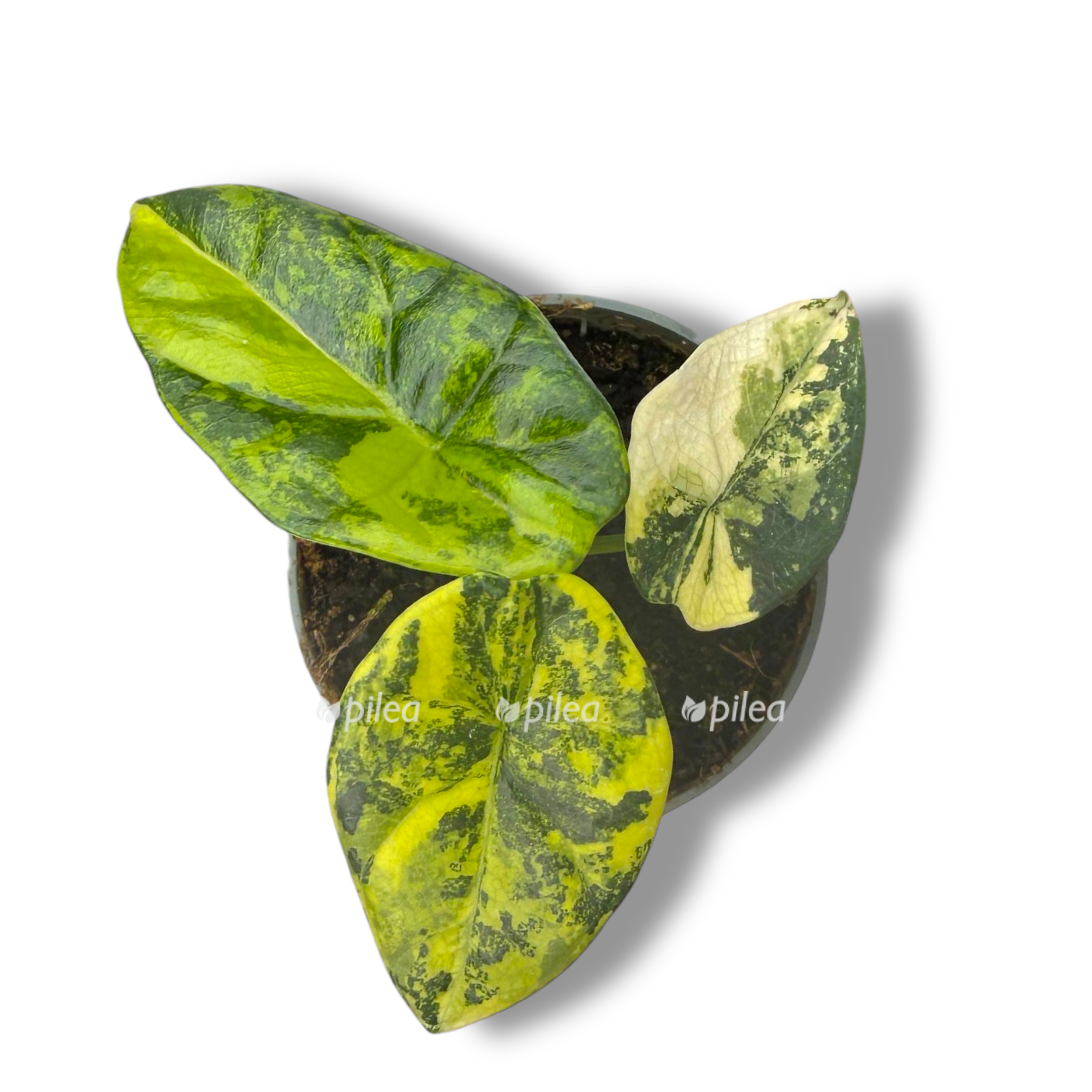 alokaziya sinuata variegata