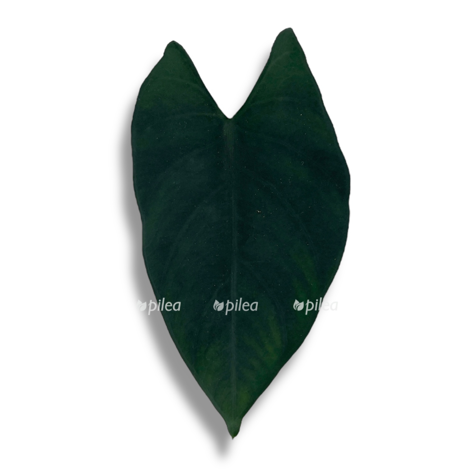 alokaziya skabriskula 1 1