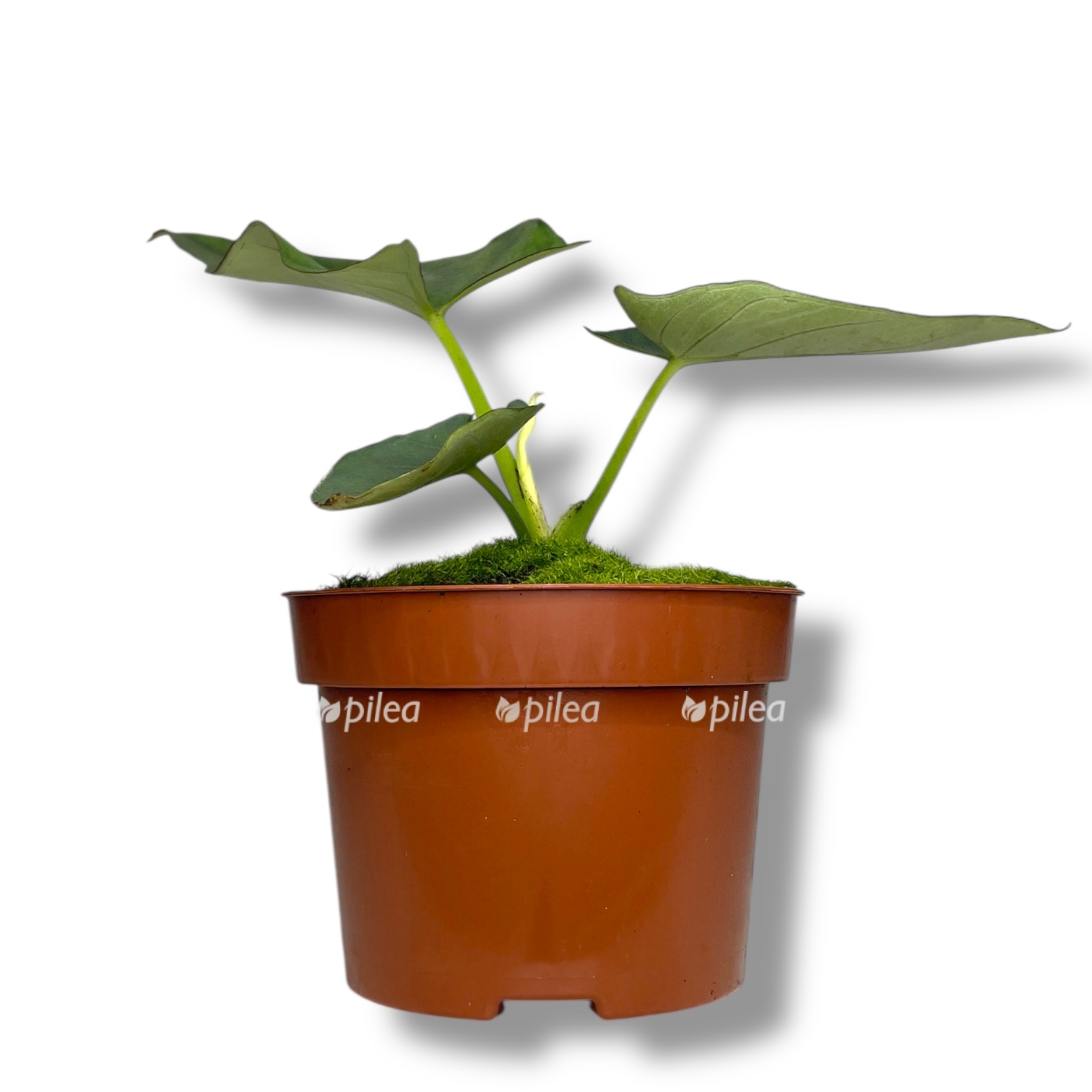 Алоказия Скабрискула купить