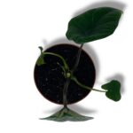 alokaziya skalprum.