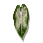 alokaziya suhirmaniana perpl