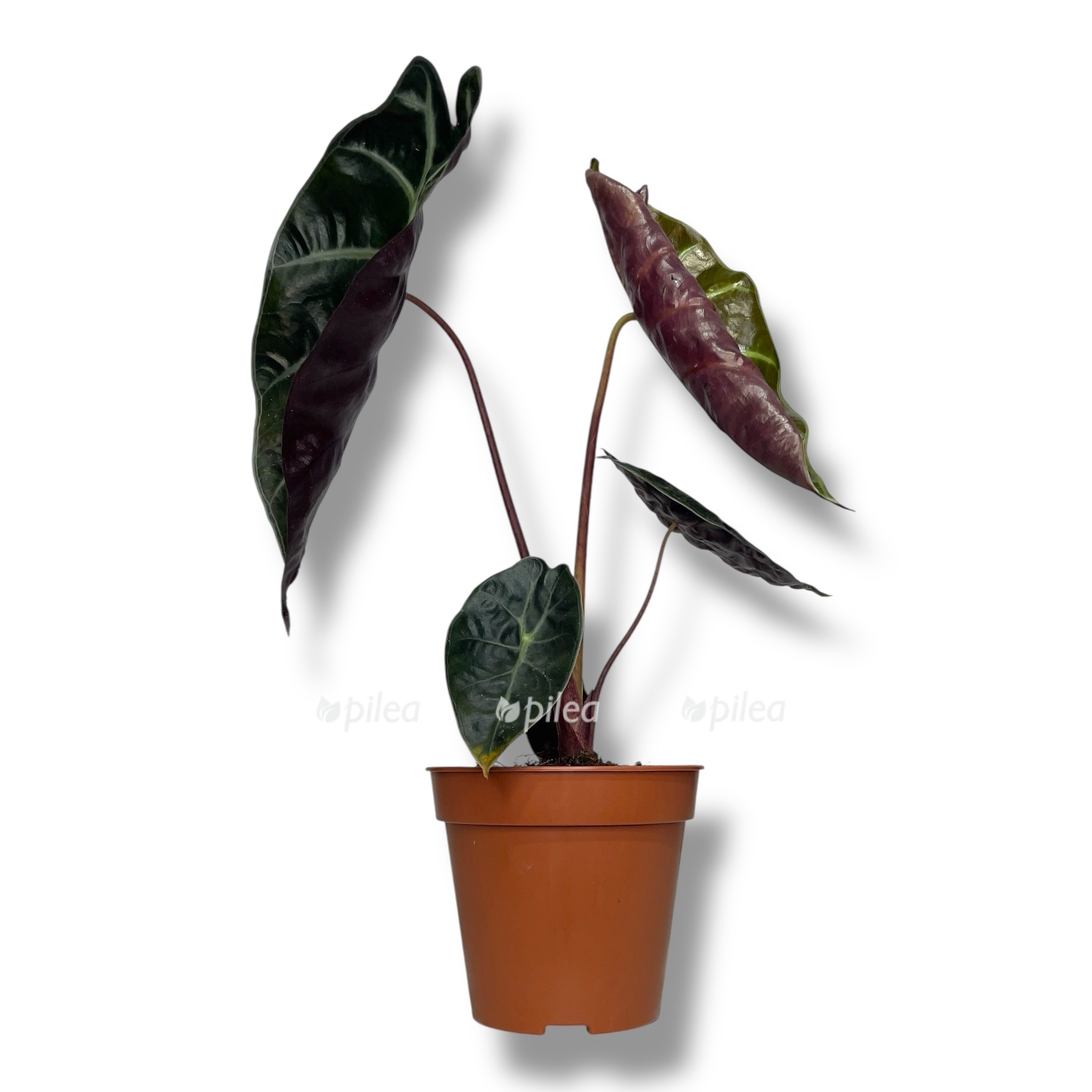 alokaziya suhirmaniana red petrol 1