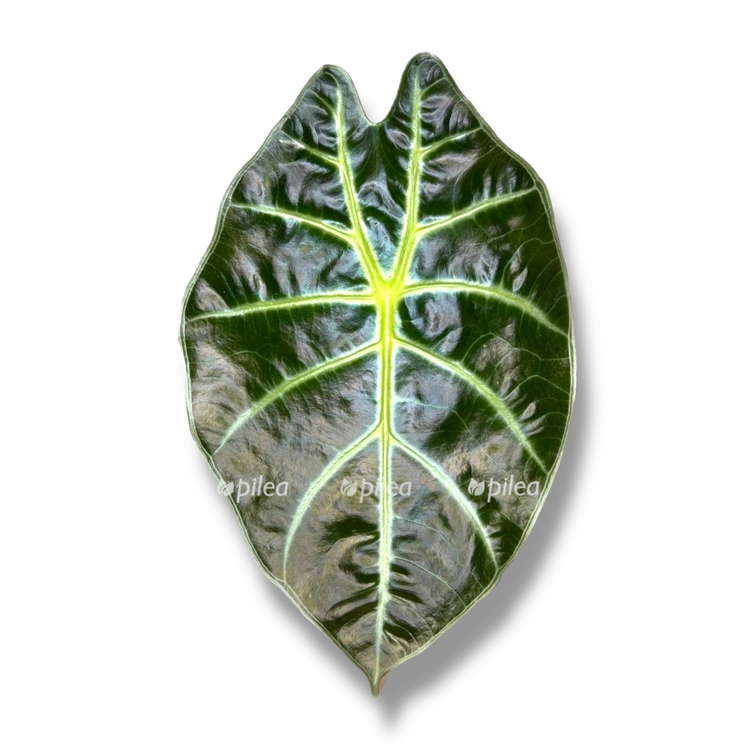 alokaziya suhirmaniana red petrol