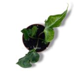 alokaziya teletubis